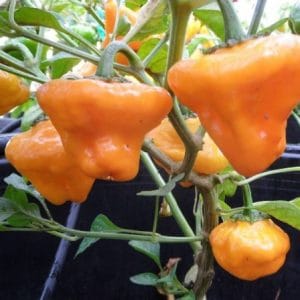 sementes pimenta jamaican yellow scotch bonnet 0113 e1495806577520