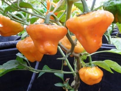 sementes pimenta jamaican yellow scotch bonnet 0113 e1495806577520