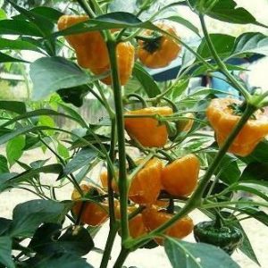 sementes pimenta jamaican yellow scotch bonnet 0710 e1495806550914