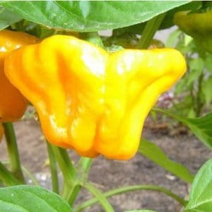 Sementes Pimenta Jamaican Yellow (Scotch Bonnet)