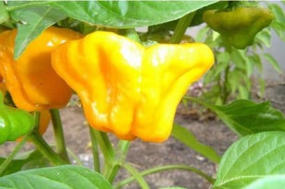 Sementes Pimenta Jamaican Yellow (Scotch Bonnet)