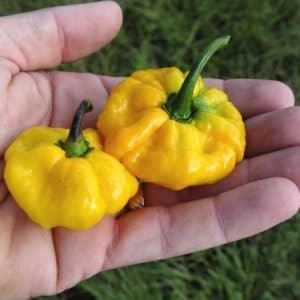 sementes pimenta jamaican yellow scotch bonnet 1270 e1495807247415