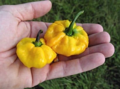 sementes pimenta jamaican yellow scotch bonnet 1270 e1495807247415