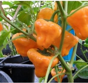 sementes pimenta jamaican yellow scotch bonnet 1400 e1495806817622