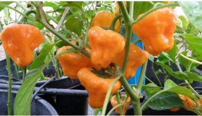 sementes pimenta jamaican yellow scotch bonnet 1400 e1495806817622