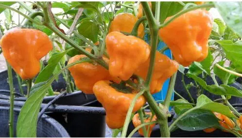 sementes pimenta jamaican yellow scotch bonnet 1400 e1495806817622