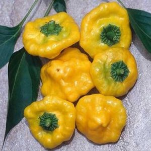 sementes pimenta jamaican yellow scotch bonnet 1597 e1495807175341