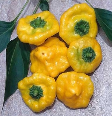 Sementes Pimenta Jamaican Yellow (Scotch Bonnet)