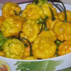 sementes pimenta jamaican yellow scotch bonnet 2503 e1495750481925