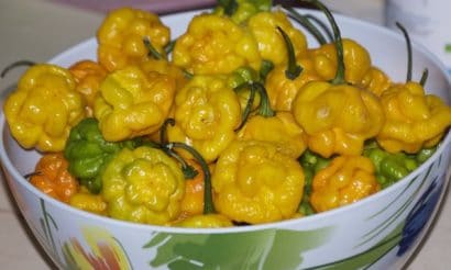 sementes pimenta jamaican yellow scotch bonnet 2503 e1495750481925