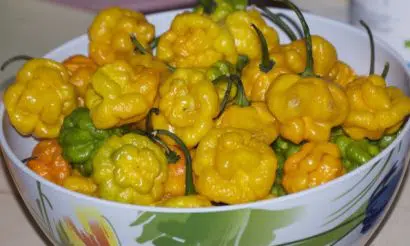 sementes pimenta jamaican yellow scotch bonnet 2503 e1495750481925