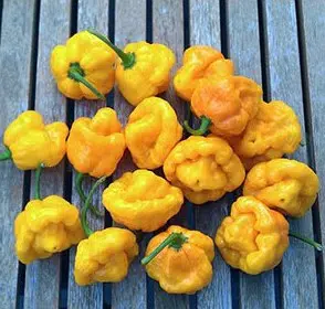 sementes pimenta jamaican yellow scotch bonnet 2724 e1495806713418