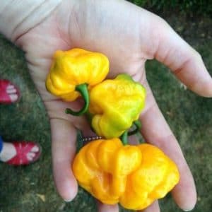 sementes pimenta jamaican yellow scotch bonnet 2787 e1495807317639