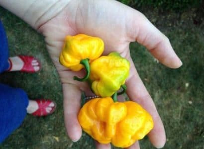 sementes pimenta jamaican yellow scotch bonnet 2787 e1495807317639