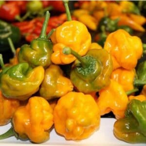 sementes pimenta jamaican yellow scotch bonnet 3406 e1495752359831