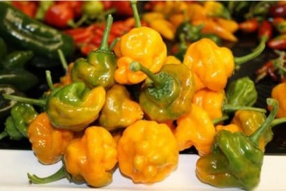 sementes pimenta jamaican yellow scotch bonnet 3406 e1495752359831