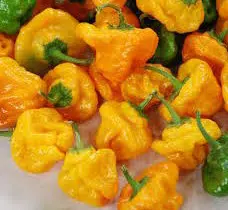 sementes pimenta jamaican yellow scotch bonnet 3617 e1495806656420