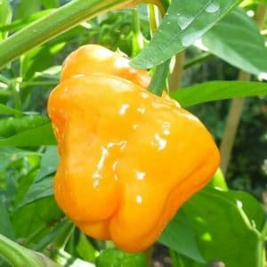 Sementes Pimenta Jamaican Yellow (Scotch Bonnet)