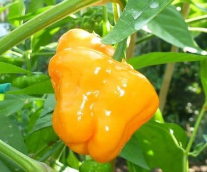 Sementes Pimenta Jamaican Yellow (Scotch Bonnet)