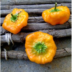 sementes pimenta jamaican yellow scotch bonnet 5777