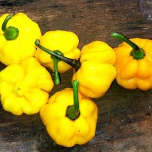 sementes pimenta jamaican yellow scotch bonnet 6073 e1495807268647