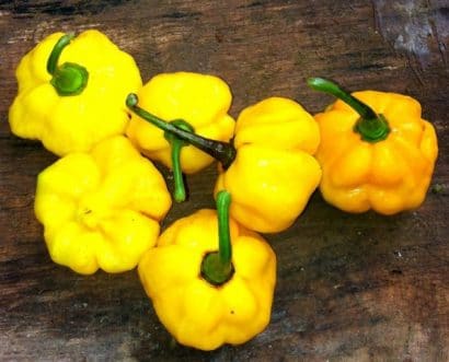 sementes pimenta jamaican yellow scotch bonnet 6073 e1495807268647