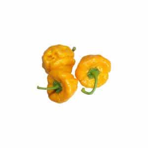 sementes pimenta jamaican yellow scotch bonnet 8884