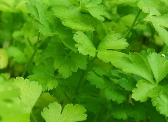 tempero salsa 20 sementes 2994 e1495715455503