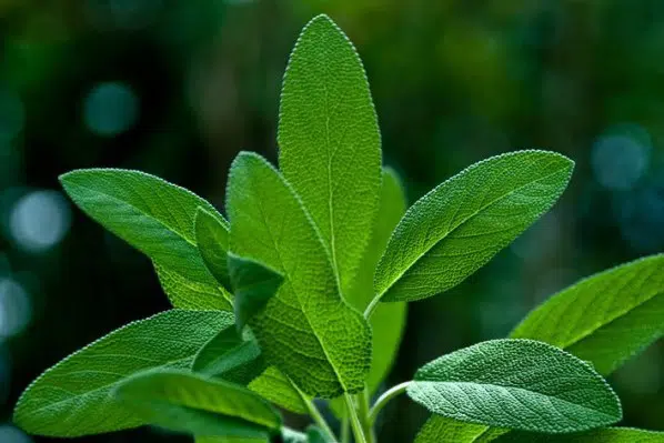 tempero salvia 20 sementes 0160 e1495714789380