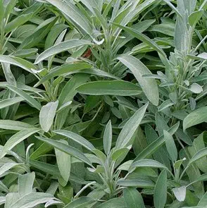 tempero salvia 20 sementes 0163 e1495714766738