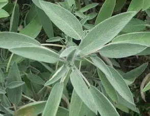 tempero salvia 20 sementes 0866 e1495714740804