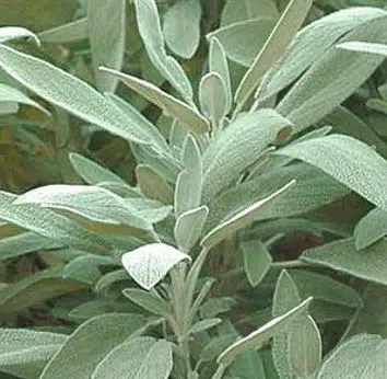 tempero salvia 20 sementes 5145 e1495714842862