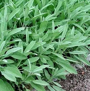 tempero salvia 20 sementes 6169 e1495714723874