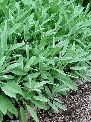 tempero salvia 20 sementes 6169 e1495714723874