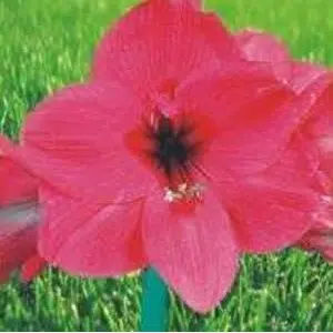 amarilis andre 1 bulbo 6617 e1495729054387