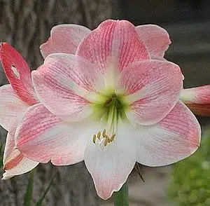 amarilis apple blossum 1 bulbo 1740 e1495728903968