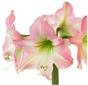 amarilis apple blossum 1 bulbo 6737 e1495728927633