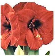 amarilis carina 1 bulbo 2877 e1495728643923