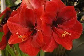 amarilis carina 1 bulbo 5689 e1495728494290