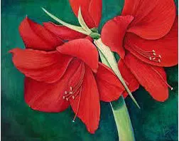 amarilis desire 1 bulbo 3704 e1495728238208