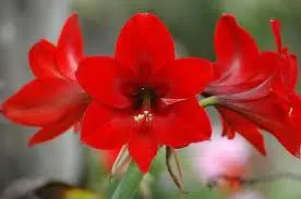 amarilis desire 1 bulbo 8601 e1495728276982