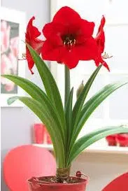 amarilis desire 1 bulbo 8698 e1495728303255