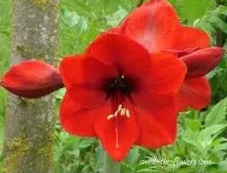 amarilis desire 1 bulbo 9695 e1495728396584