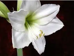 amarilis intokazie branca 1 bulbo 7920 e1495727974458
