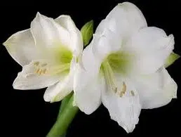 amarilis intokazie branca 1 bulbo 9423 e1495727904508