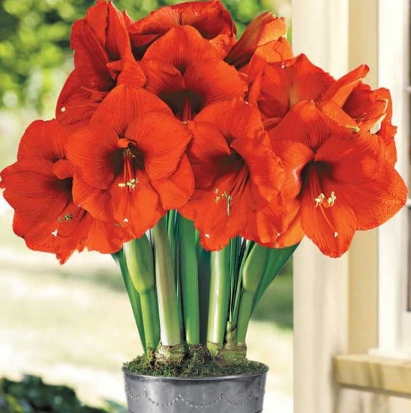 Amarilis Orange: 1 Bulbo - SoFlor Sementes