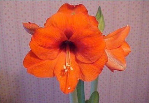 Amarilis Orange: 1 Bulbo - SoFlor Sementes