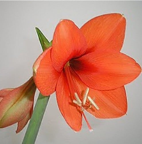 Amarilis Orange: 1 Bulbo - SoFlor Sementes