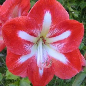 Amarilis Minerva: 1 Bulbo