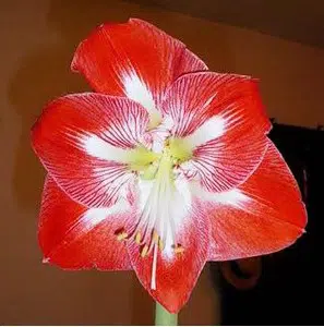 amarilis minerva 1 bulbo 3138 e1495727350147